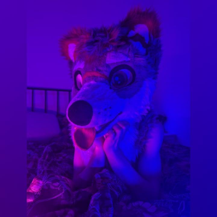 Milo profile picture