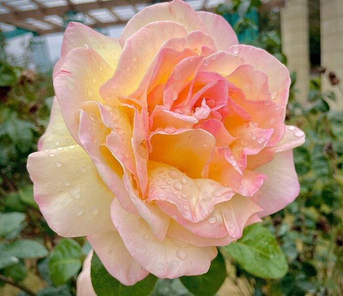 Elisenezzi profile picture