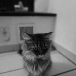 Focket profile picture