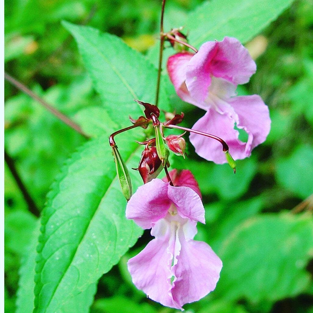 Polaca520 profile picture