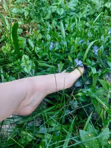 Sylvan Siren profile picture